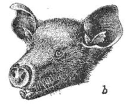 Image of Phyllonycteris subgen. Reithronycteris Miller 1898