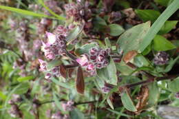 Image of Tradescantia cerinthoides Kunth