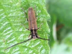 Image of Phytoecia nigricornis (Fabricius 1782)