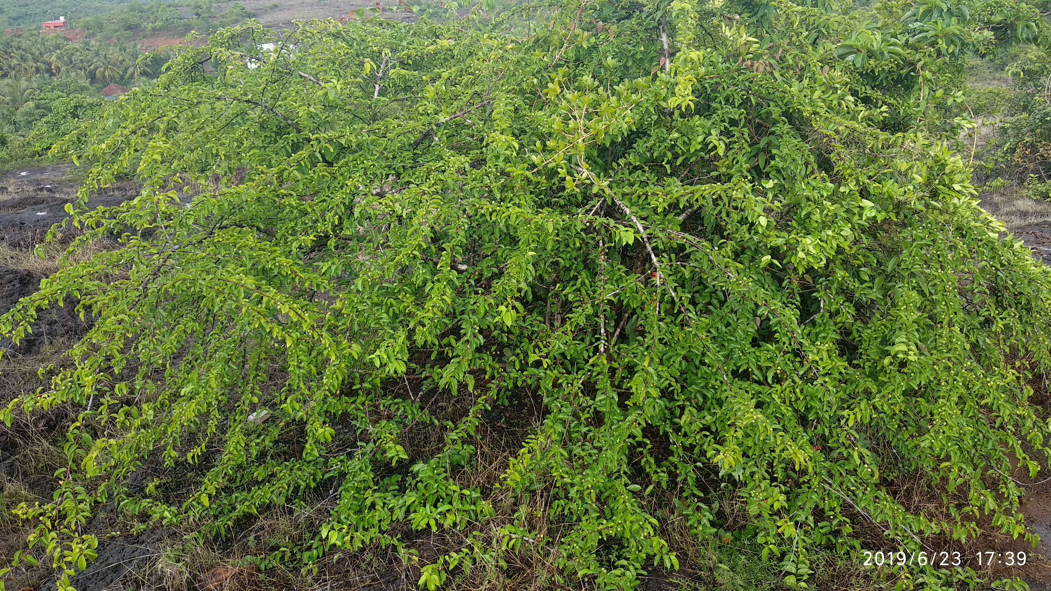 Image of Canthium coromandelicum (Burm. fil.) Alston