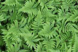 Image of Beech Fern