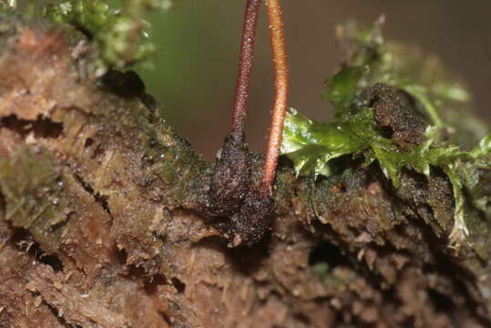 Image of Green shield moss