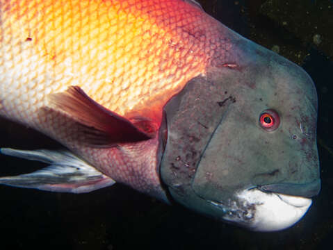 Image of sheepshead