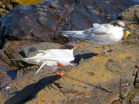 Image of Roseate Tern