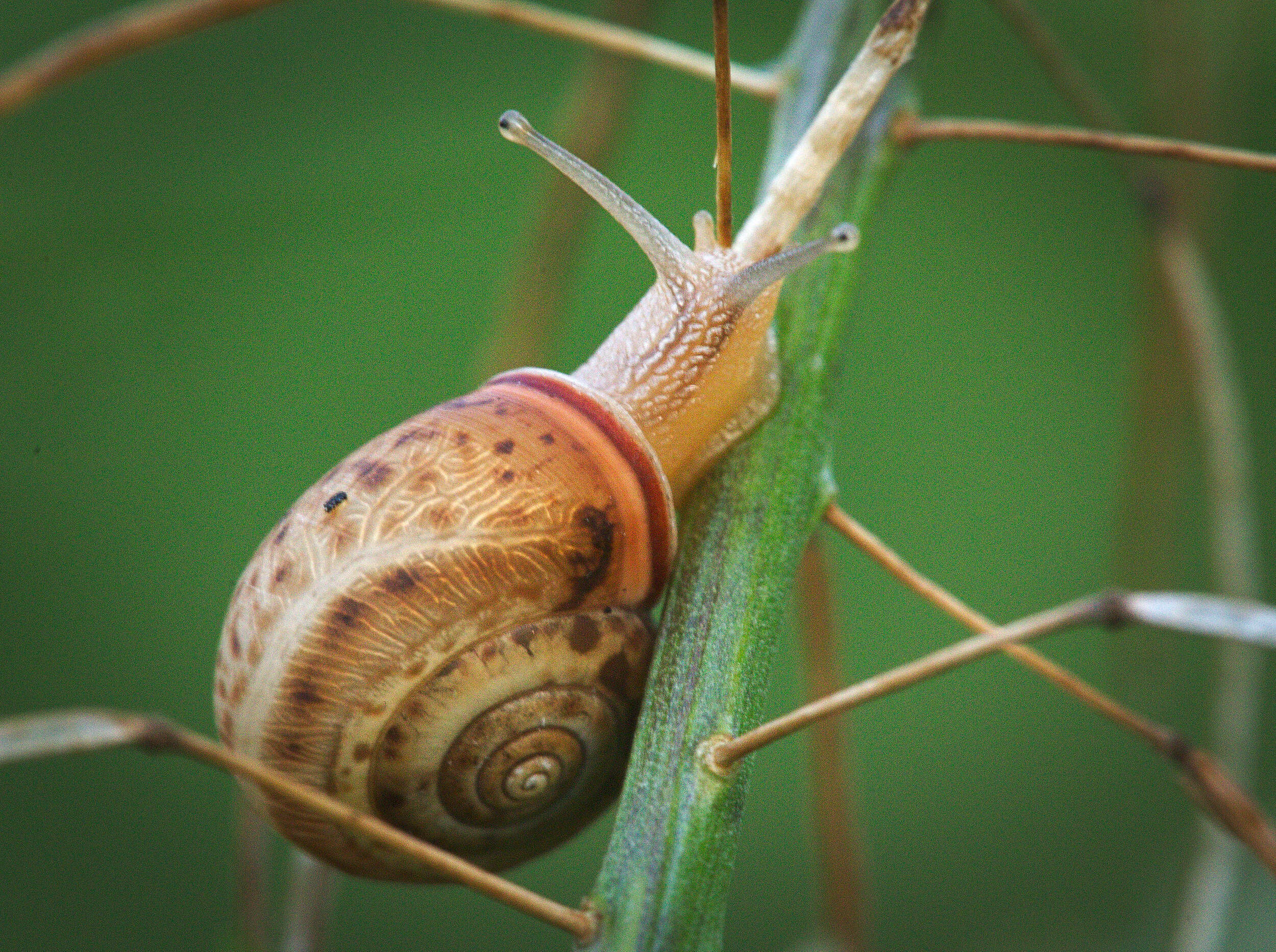 Image of brush snail