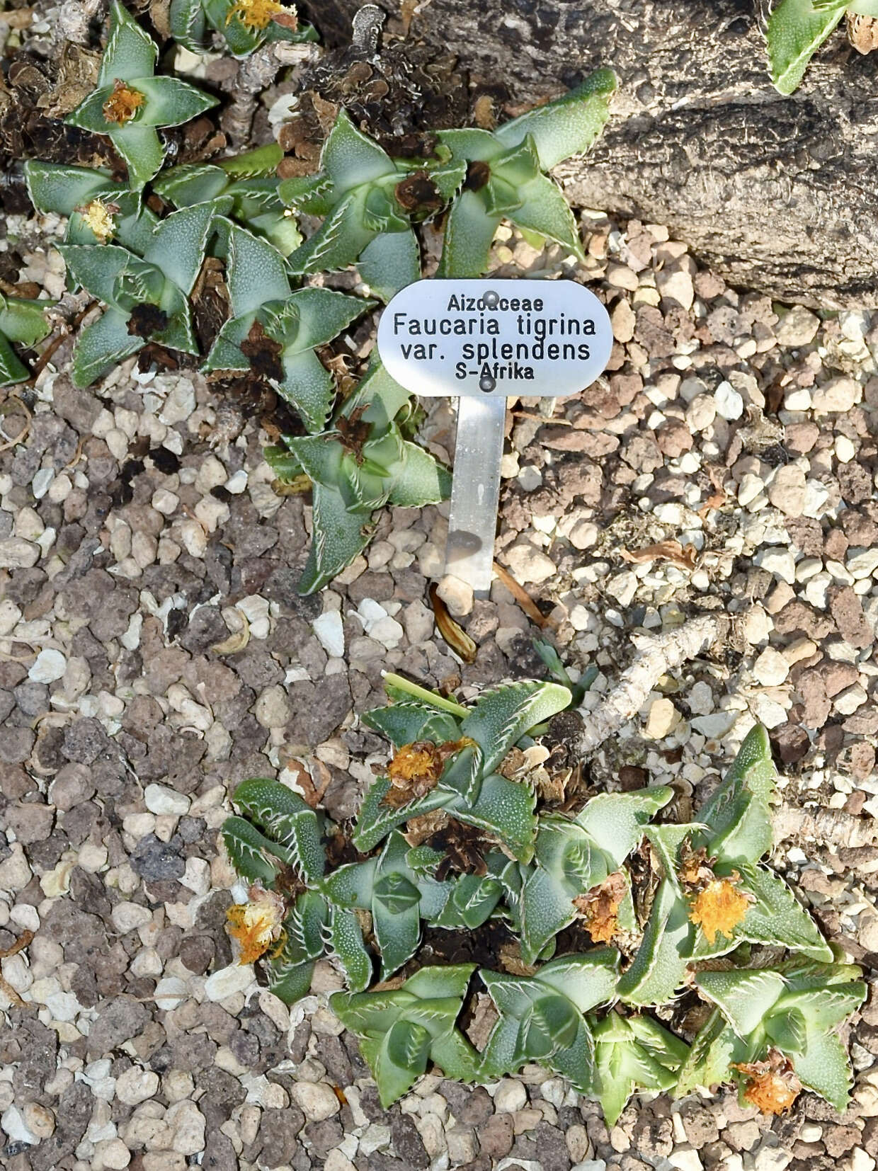 Image of Faucaria tigrina (Haw.) Schwant.