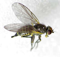 Image of leaf-mining flies