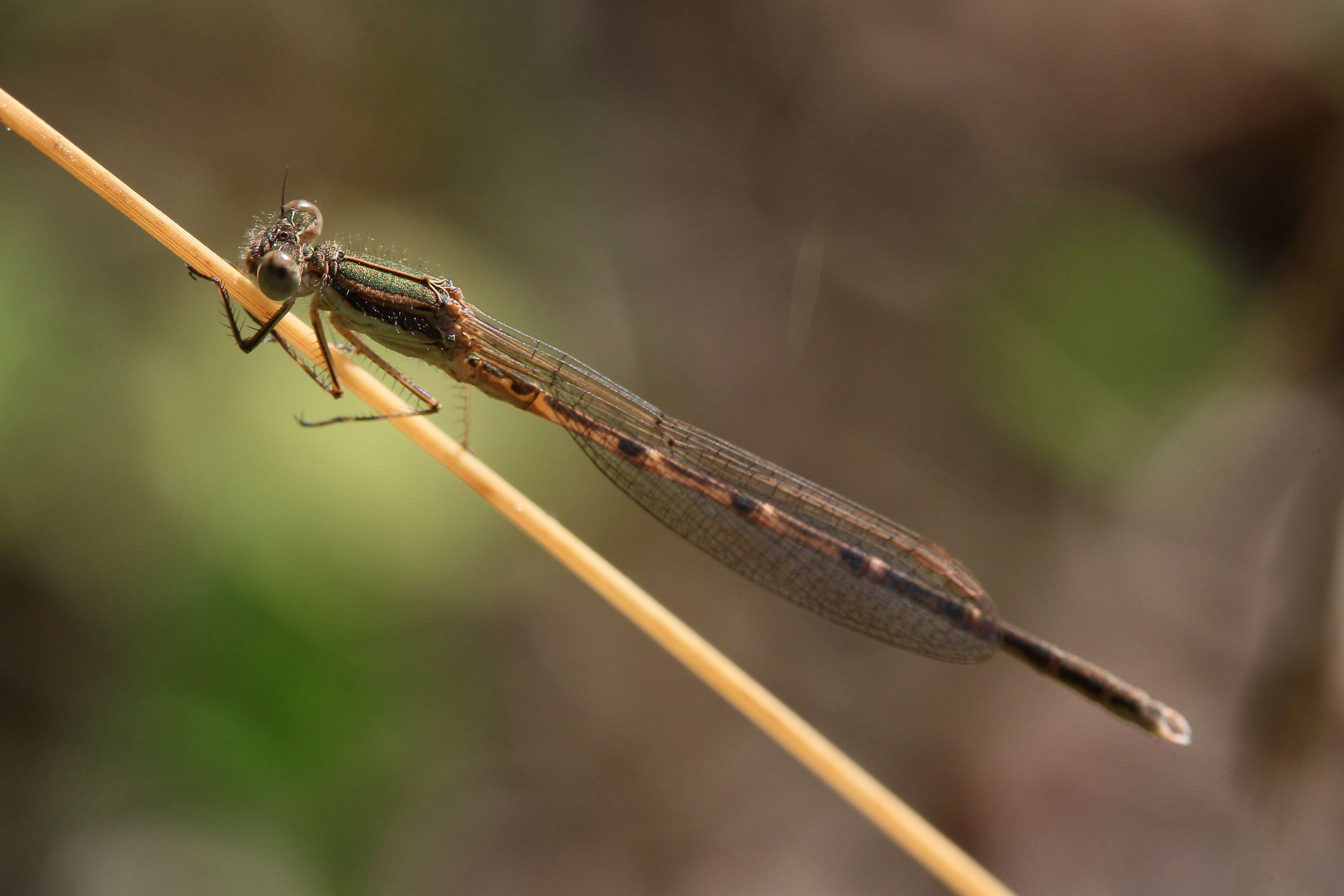 Image of Common Winter Damsel