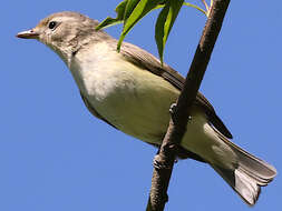 Vireo gilvus (Vieillot 1808) resmi