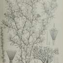 Image of Vernonia cockburniana Balf. fil.