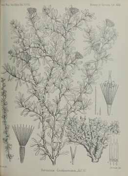 Image de Vernonia cockburniana Balf. fil.
