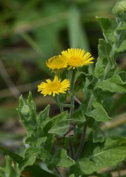 Image of common fleabane