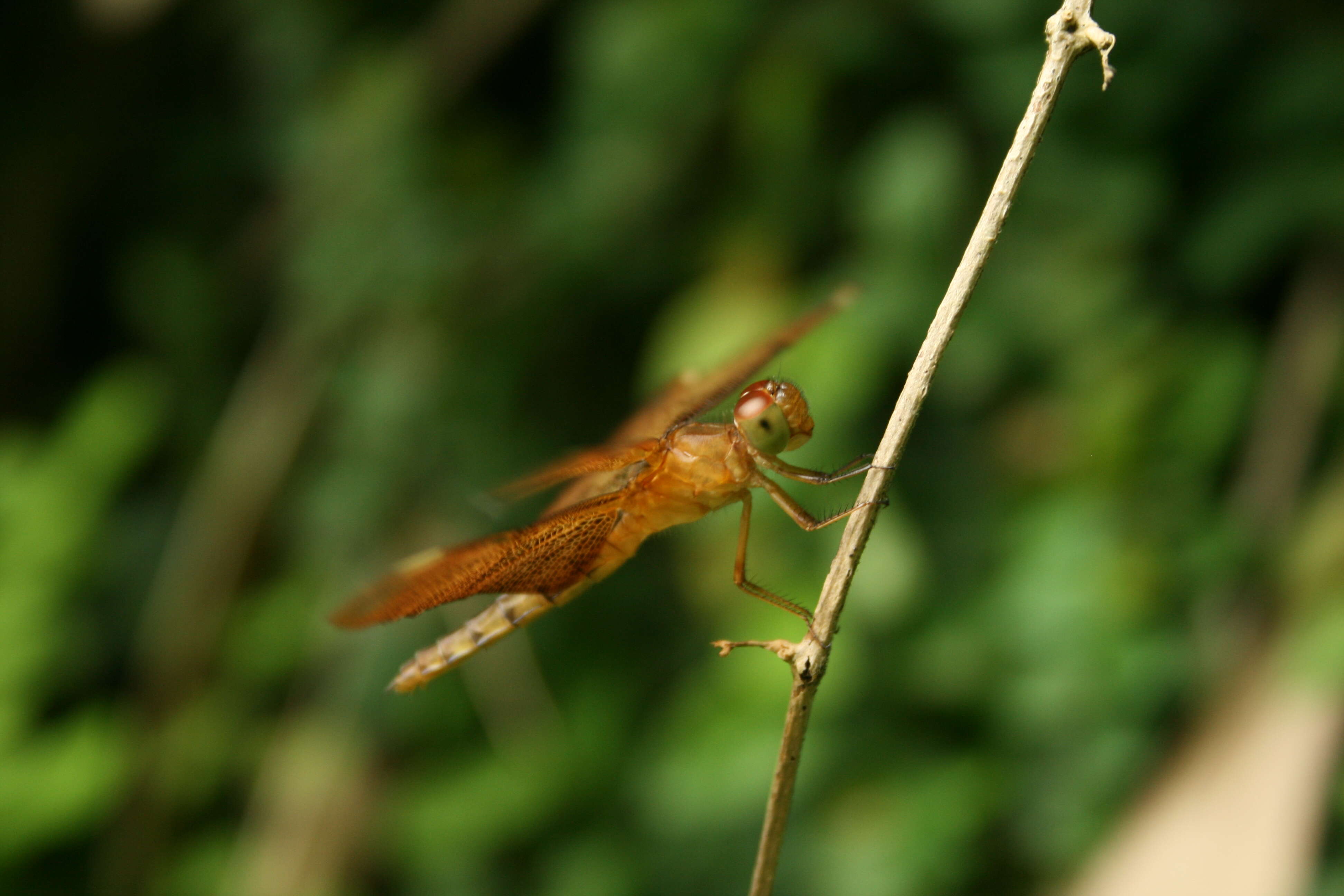 Image of Black Stream Glider