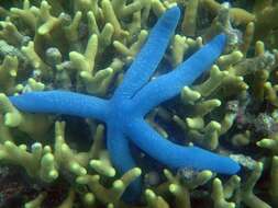 Image of Blue linckia seastar