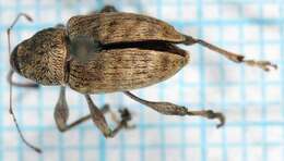 Image of Weevil