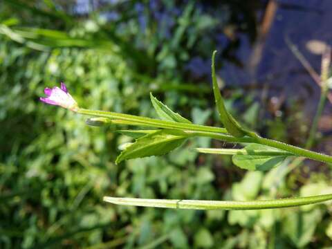 Image of american willowherb