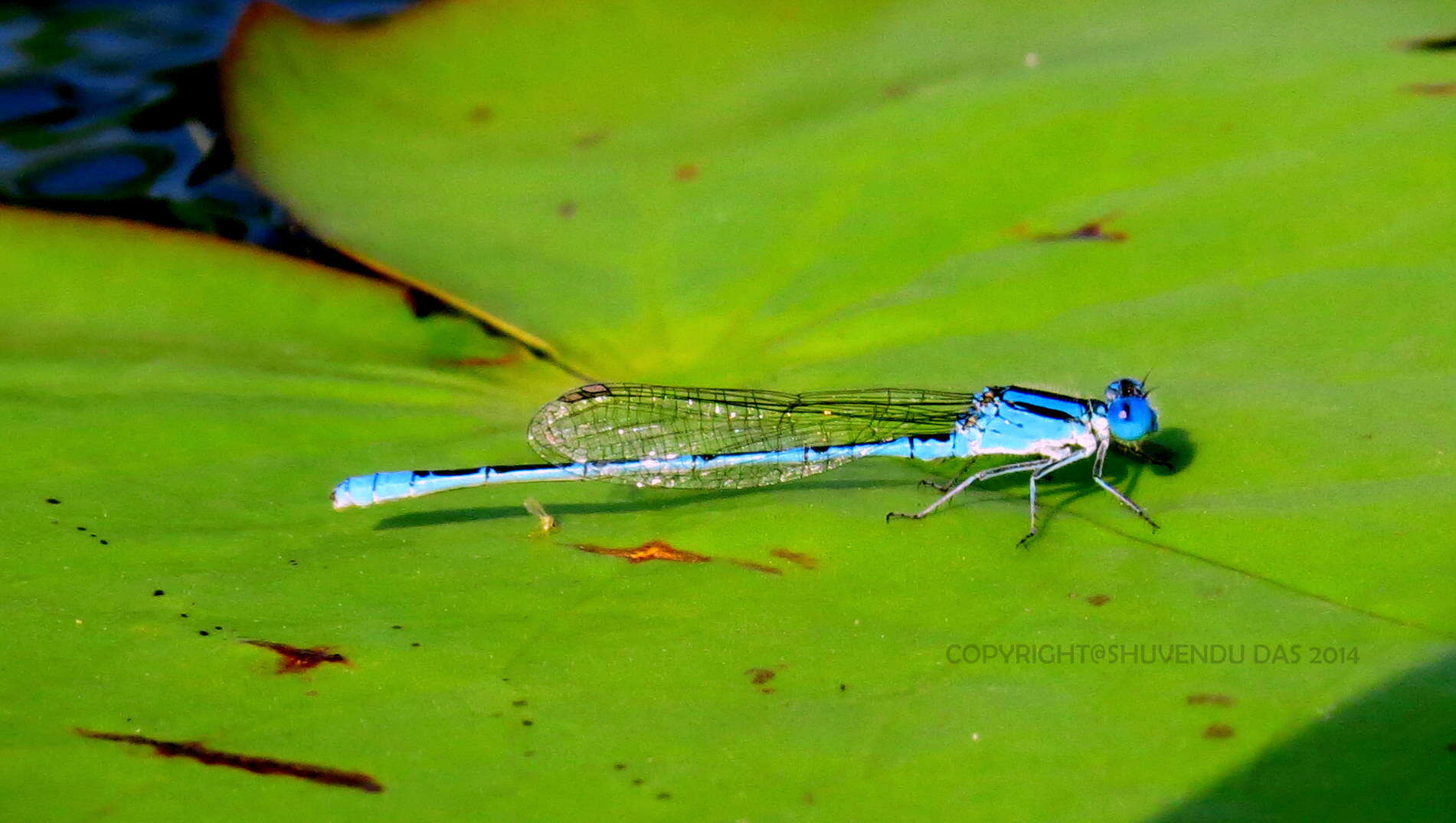 Image of Eastern Lilysquatter