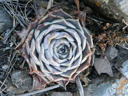 Image of hens and chicks