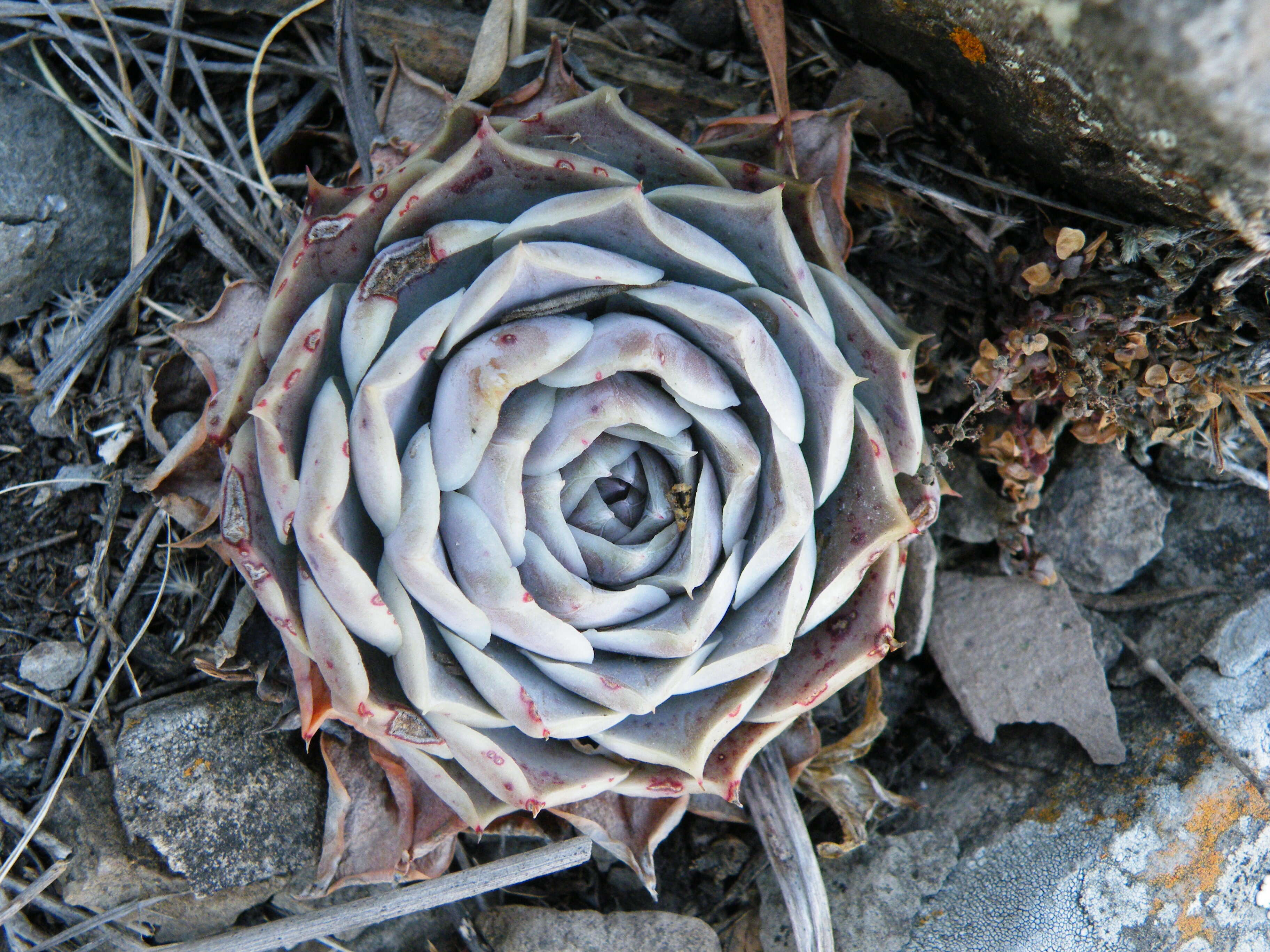 Image of hens and chicks