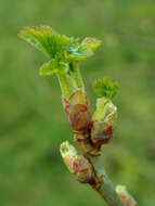 Image of Black Currant