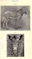 Image of zebra