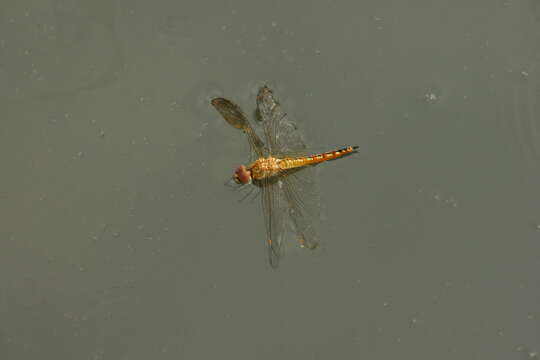 Image of Rainpool Gliders