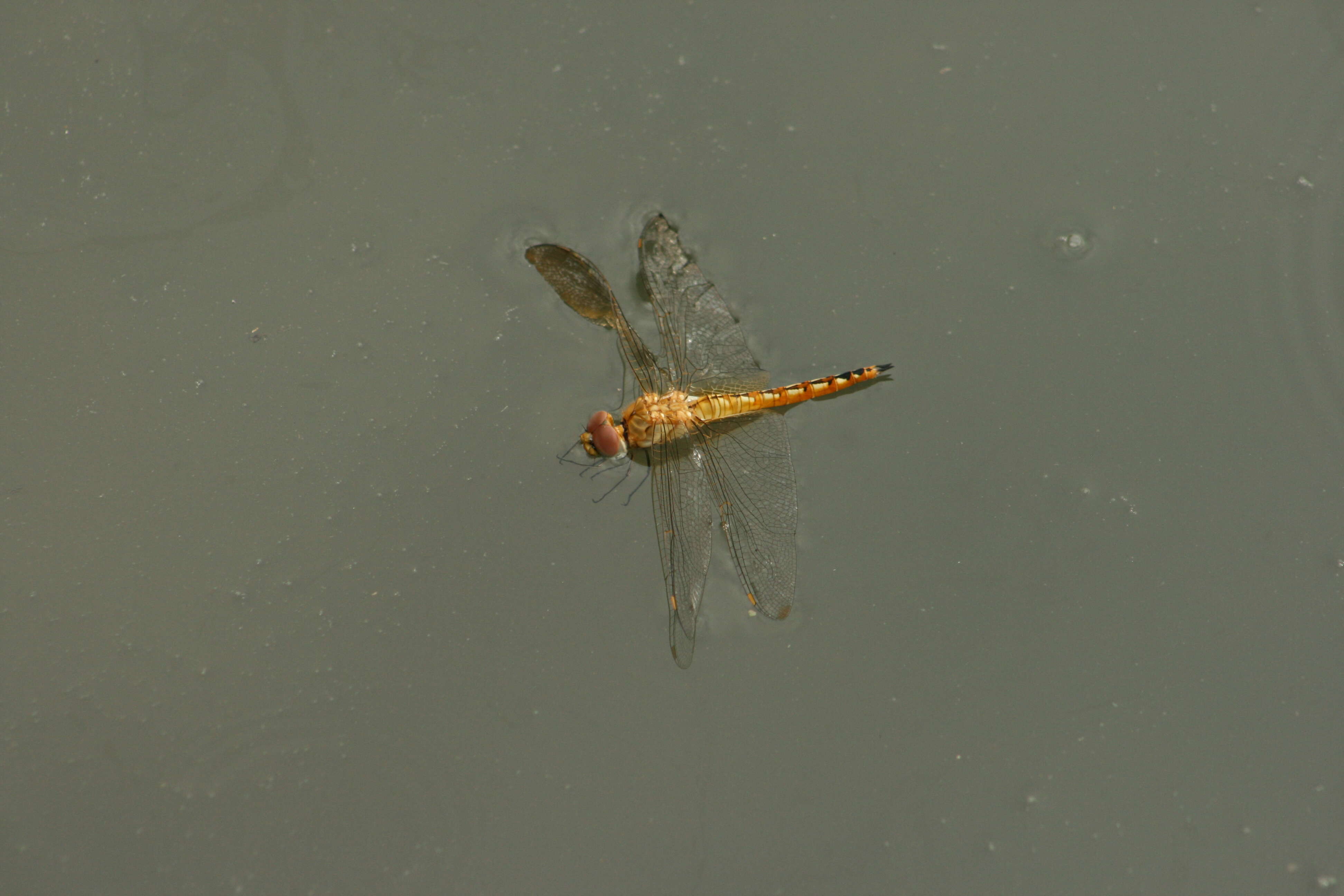 Image of Rainpool Gliders