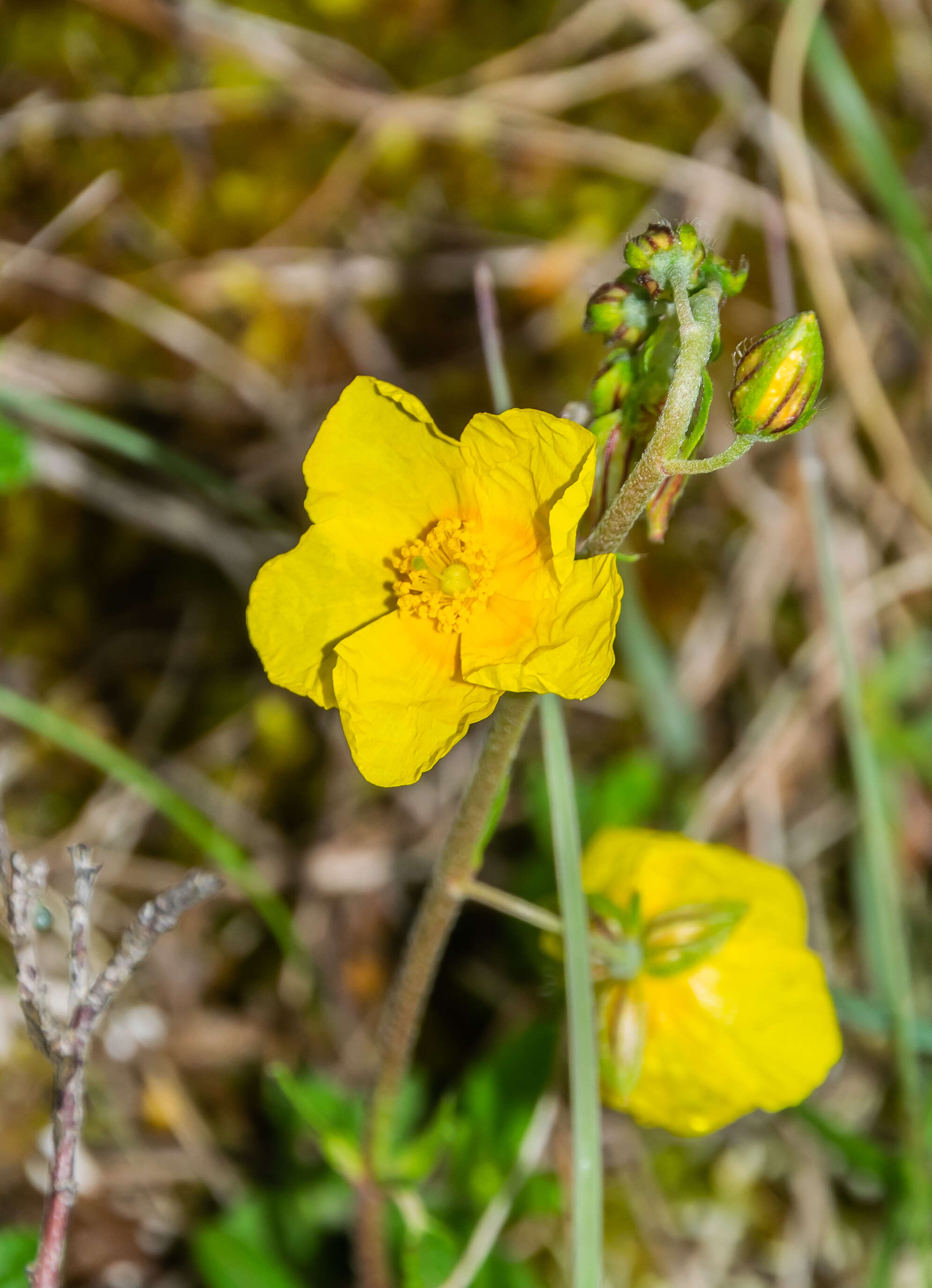 Image of Common Rock-rose