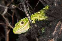 Image of Central Tree Gecko