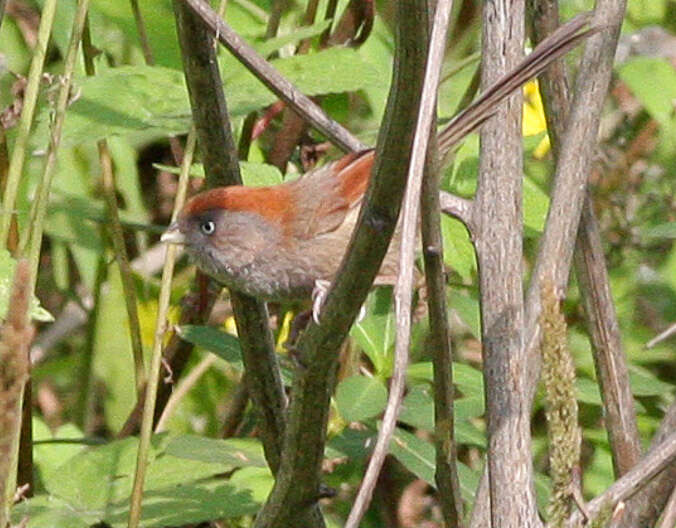 Image of Ashy-throated Parrotbill