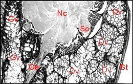 Image of Diguetia canities (McCook 1890)