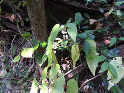 Image of Begonia malabarica Lam.