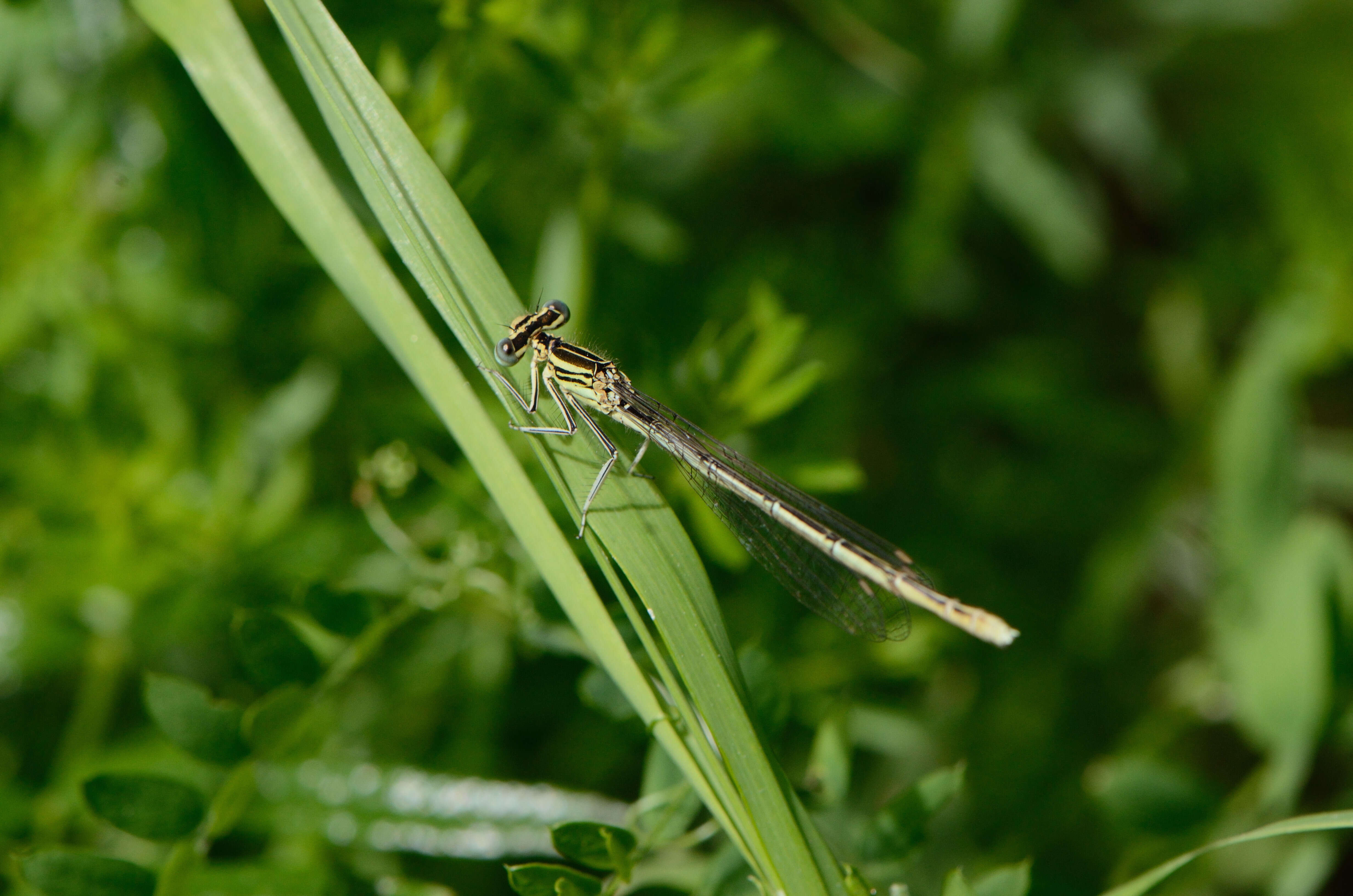 Image of Platycnemis Burmeister 1839