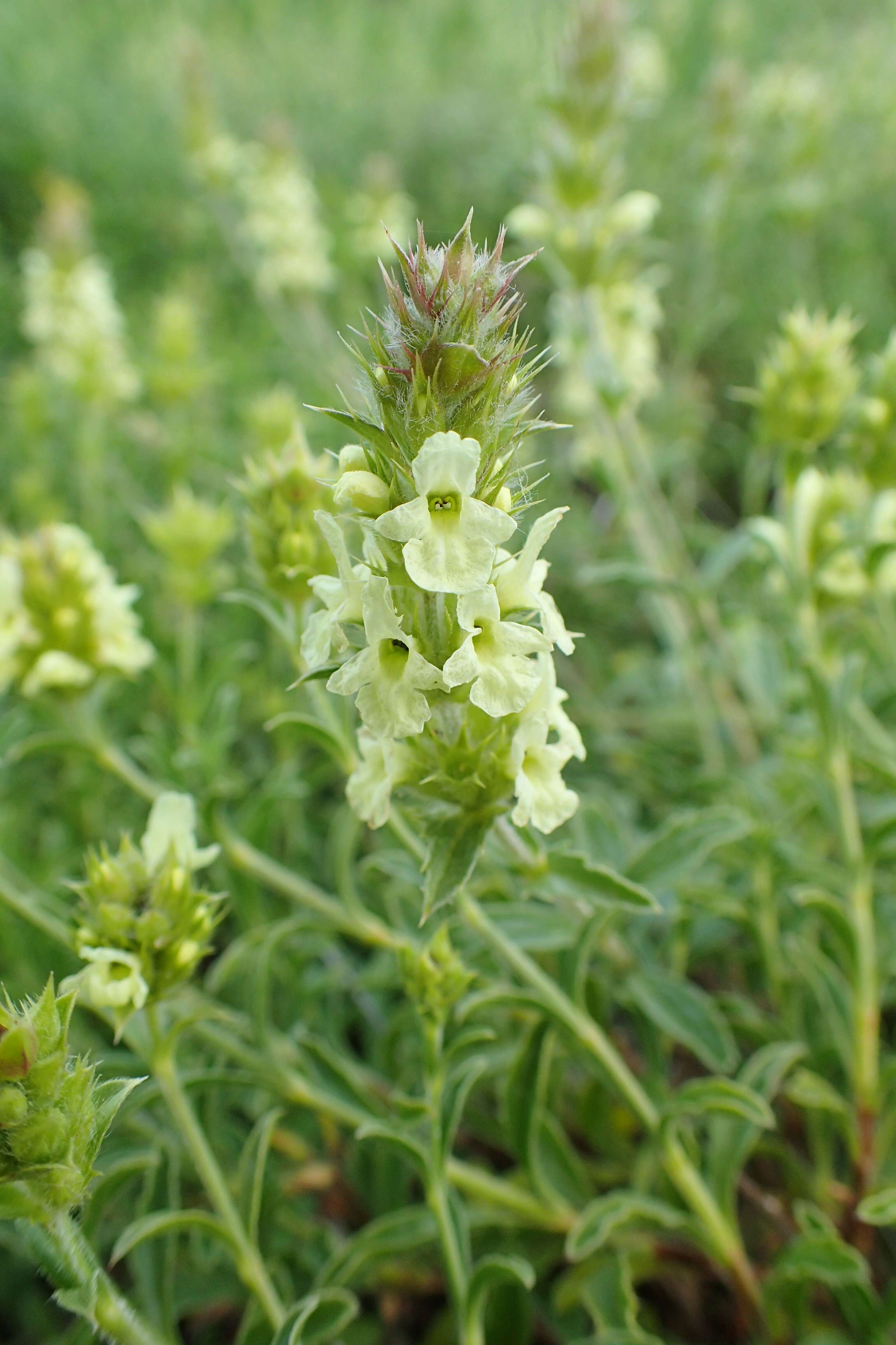 Image de Sideritis hyssopifolia L.