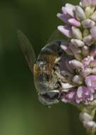 Image of Eristalis stipator Osten Sacken 1877