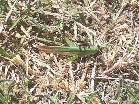 Image of slant-faced grasshopper