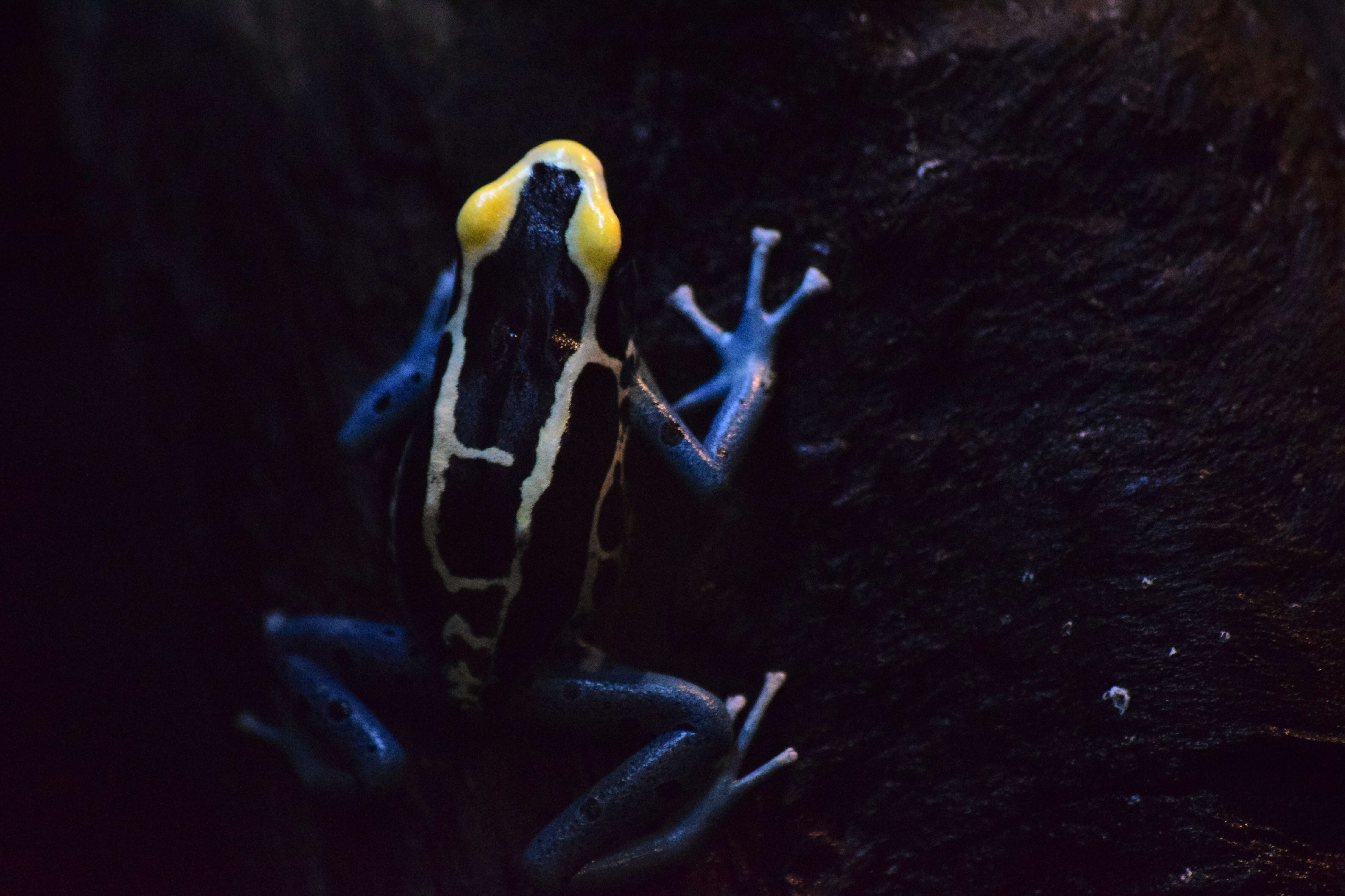 Image of Dyeing Poison Frog