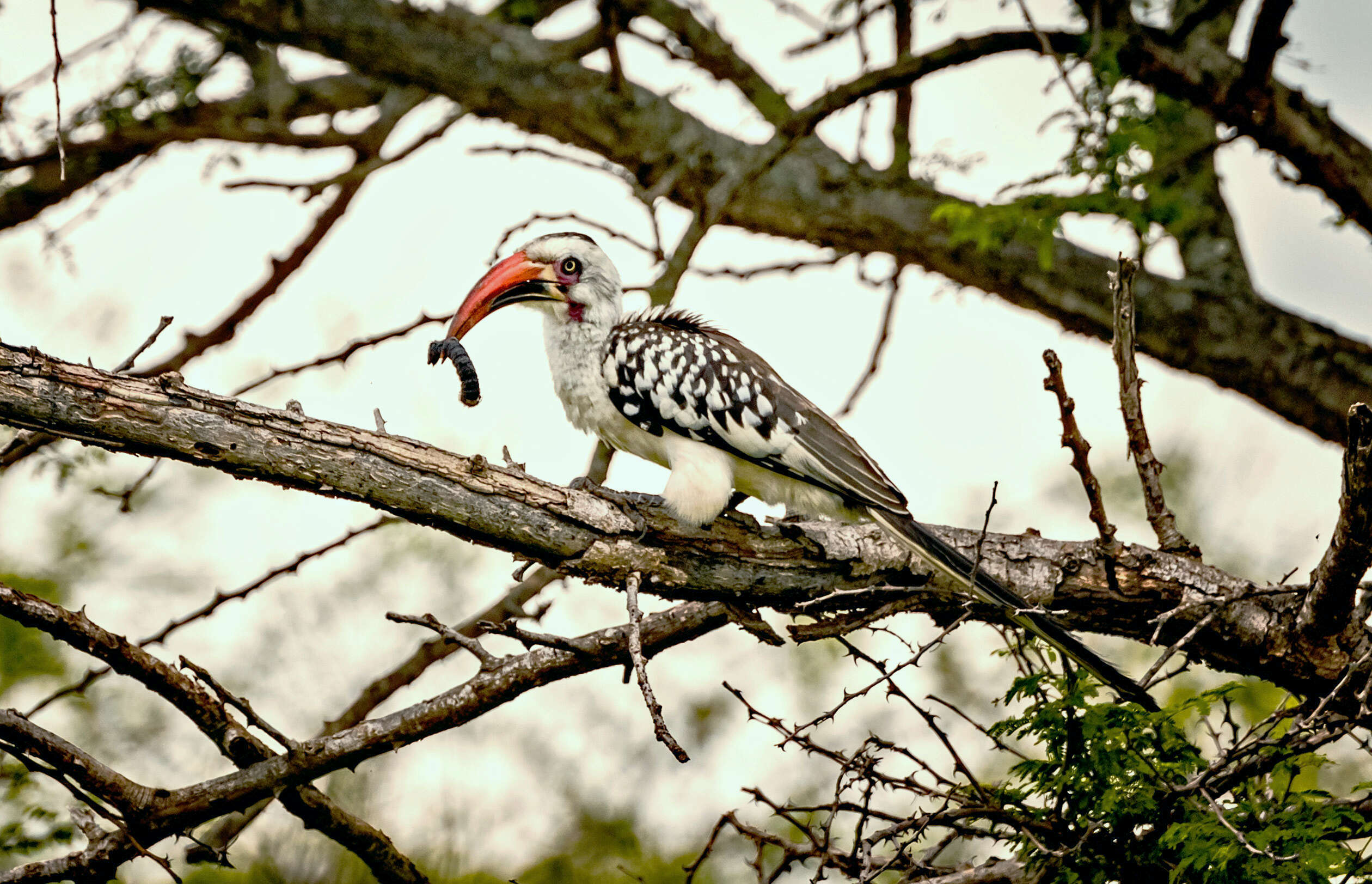 Image of Northern Red-billed Hornbill