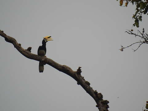 Image of Oriental Pied Hornbill