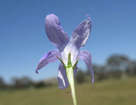 صورة Wahlenbergia capillaris (G. Lodd.) G. Don