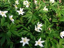 Imagem de Anemone nemorosa L.