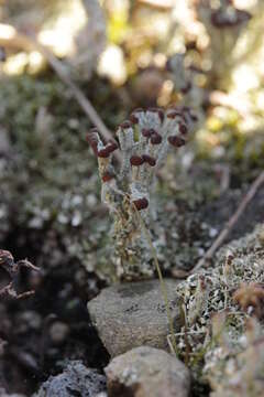 Image of cup lichen