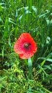 Image of corn poppy