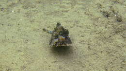 Image of Triangular boxfish