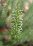 Image of interrupted clubmoss