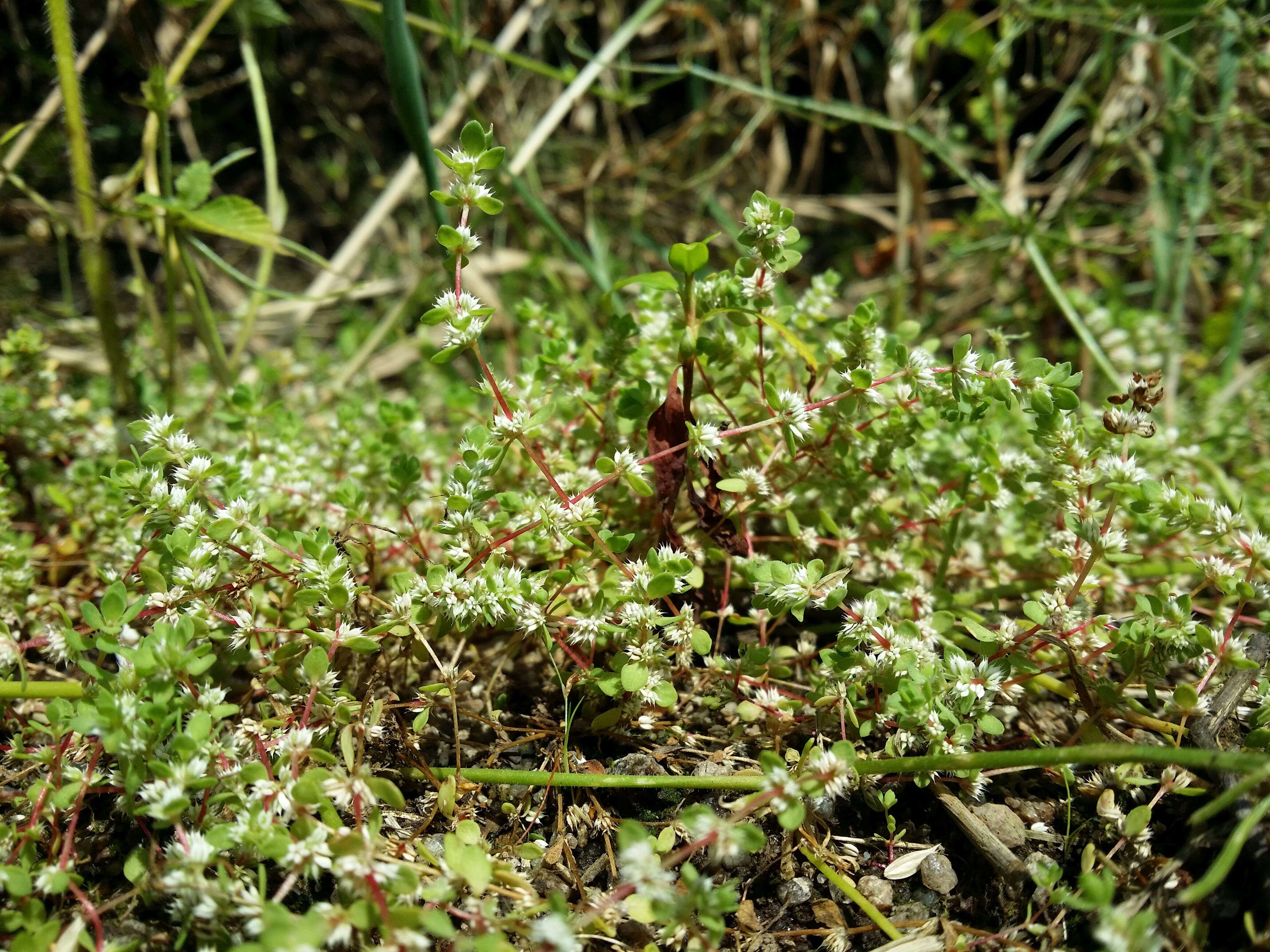 Image of Coral-necklace