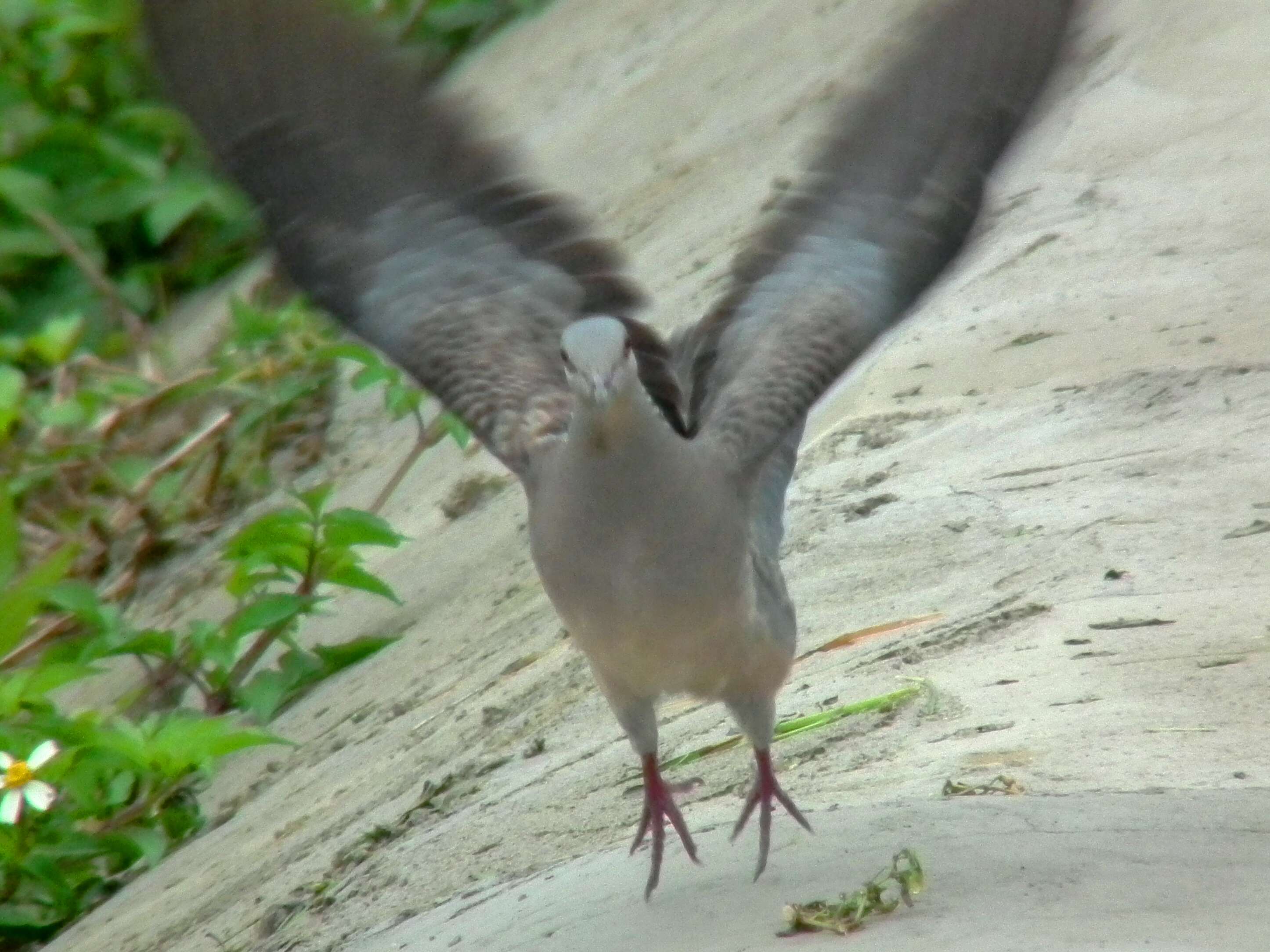 Image of Oriental Turtle Dove