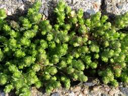 Image of Biting Stonecrop