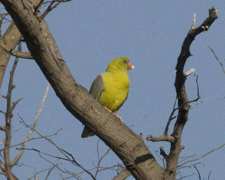 Image of African Green Pigeon