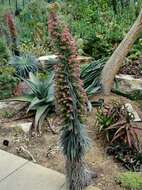 Image of Echium wildpretii H. H. W. Pearson ex Hook. fil.